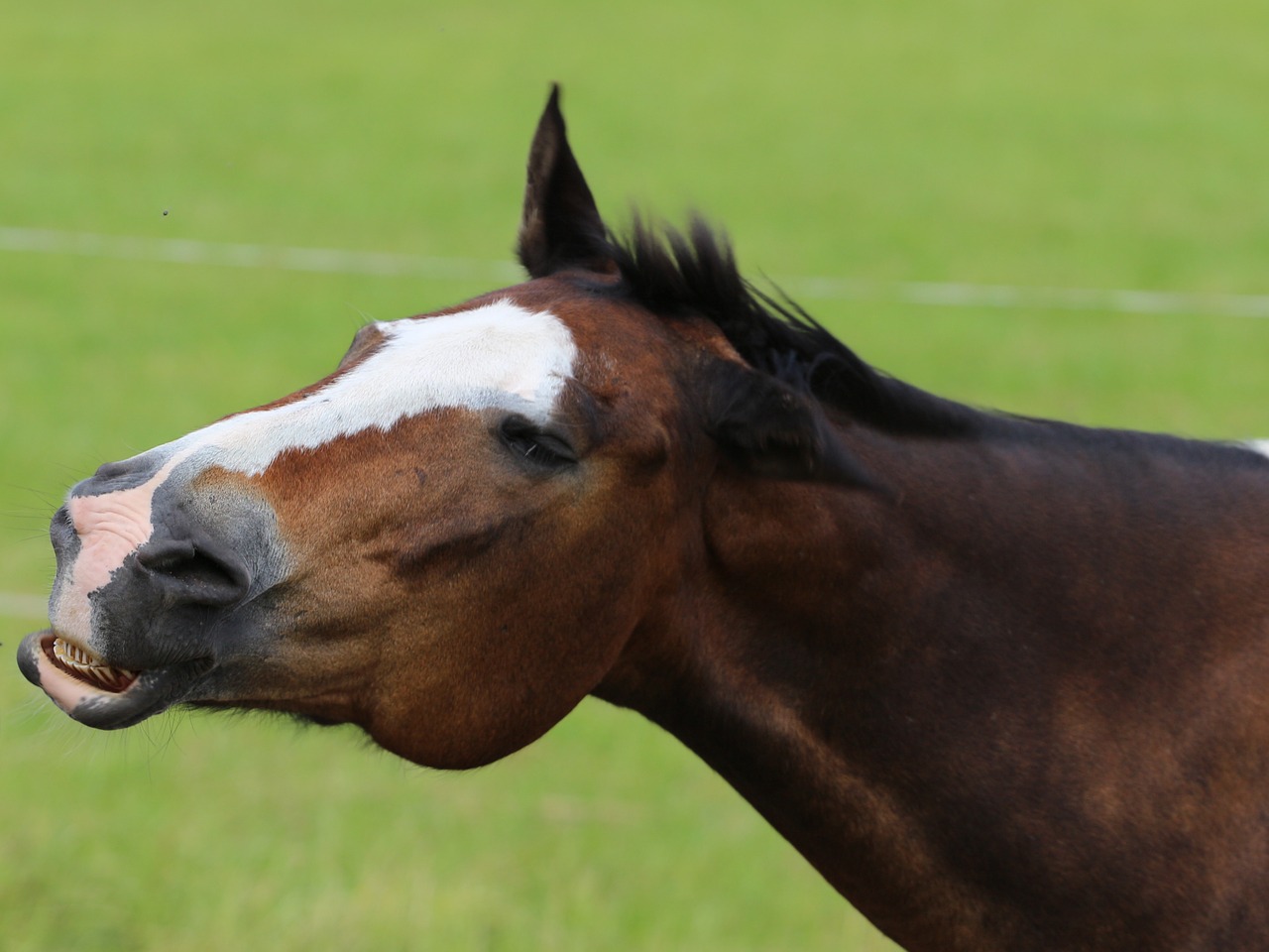 horse animal horse head free photo