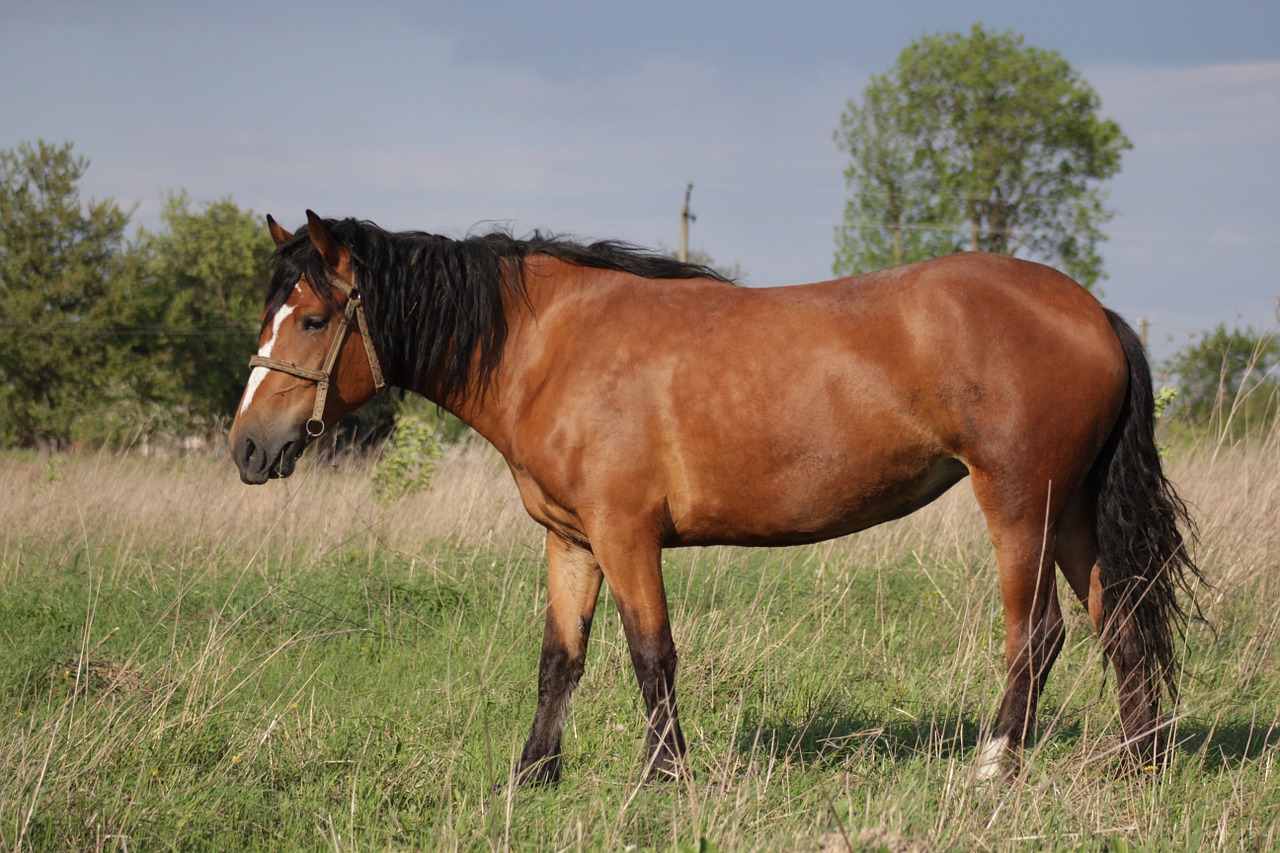 horse mare animal free photo