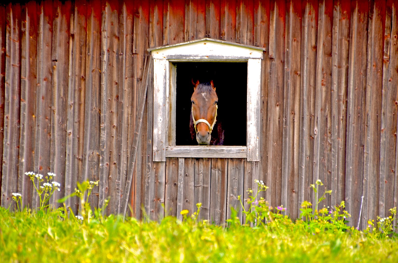 horse barn stall free photo
