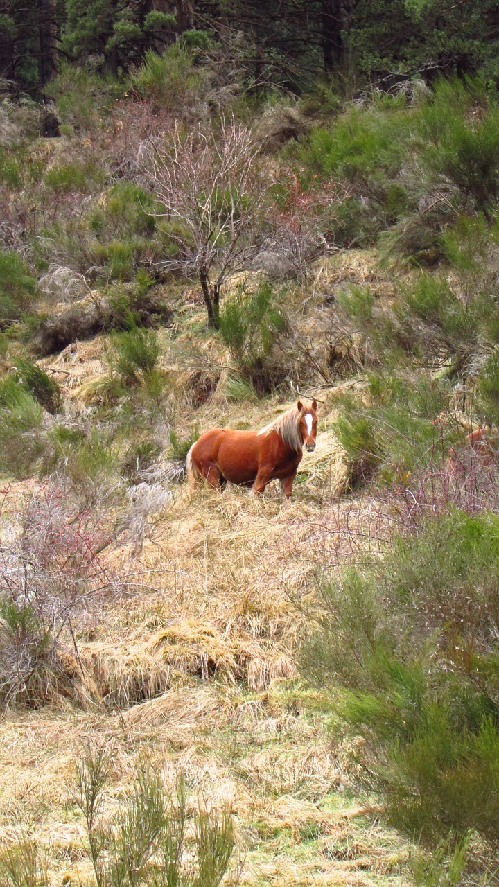 horse animal nature free photo