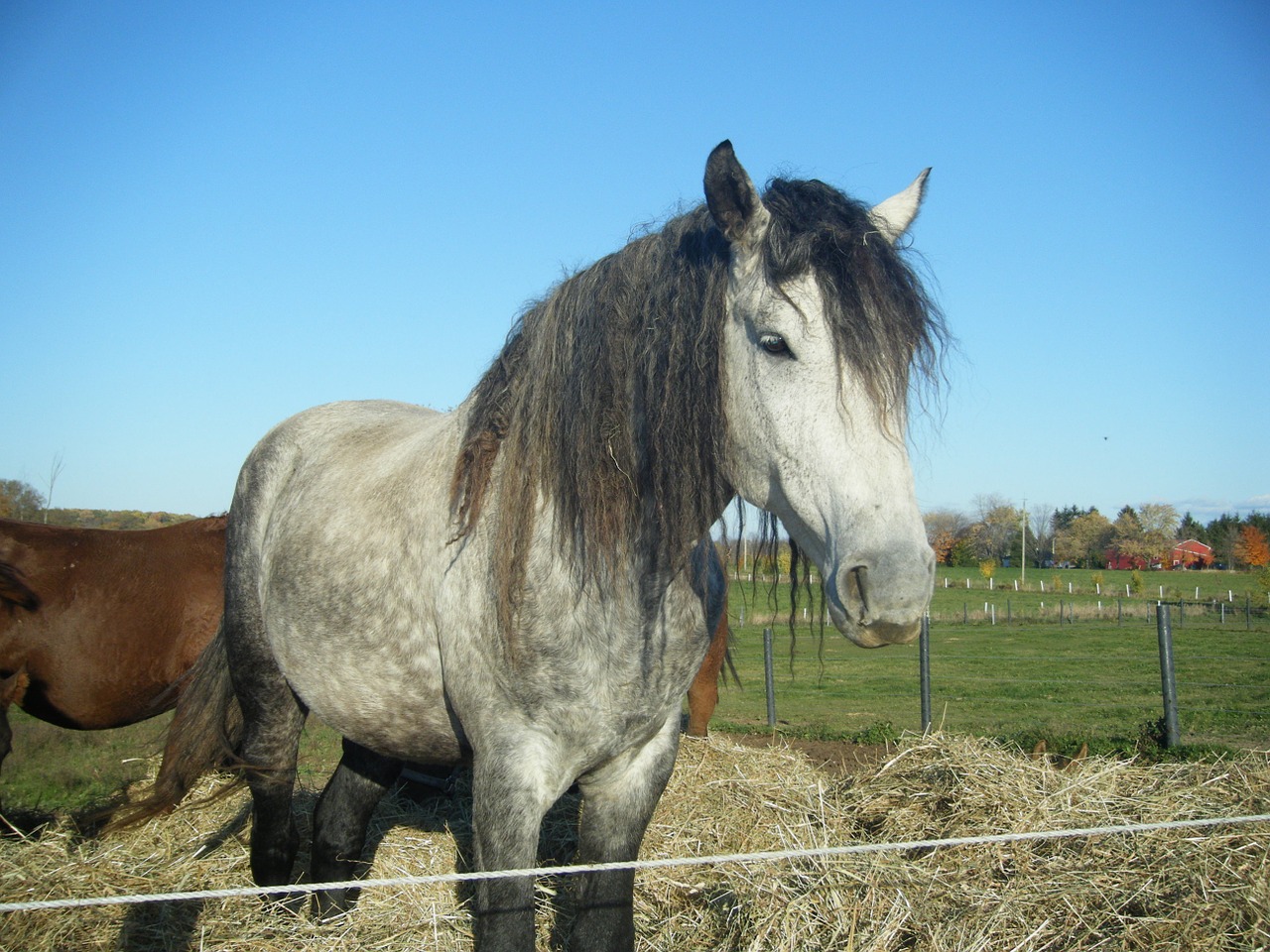 horse hypoallergenic north american bashkir curly free photo