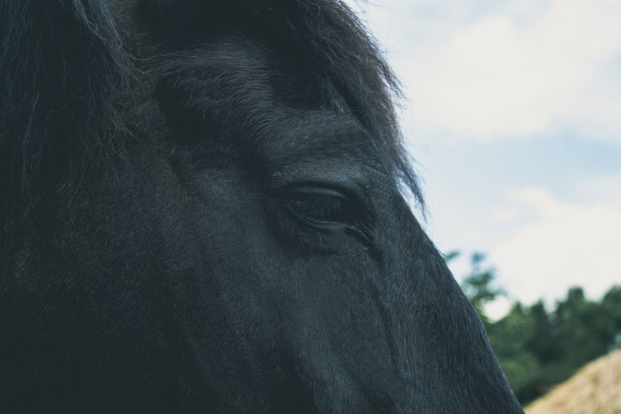 horse pet portrait dark free photo