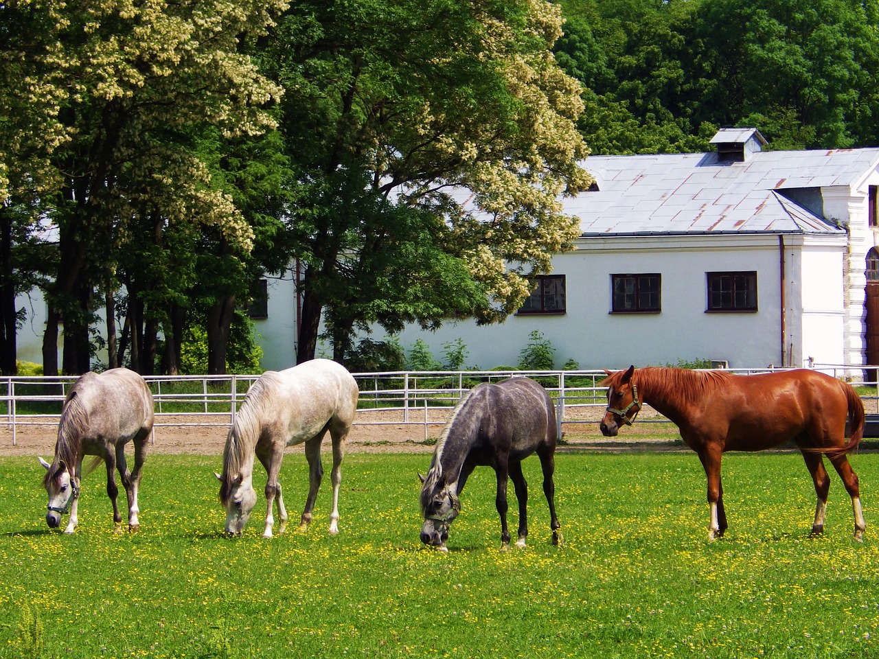 horse horses stocks free photo