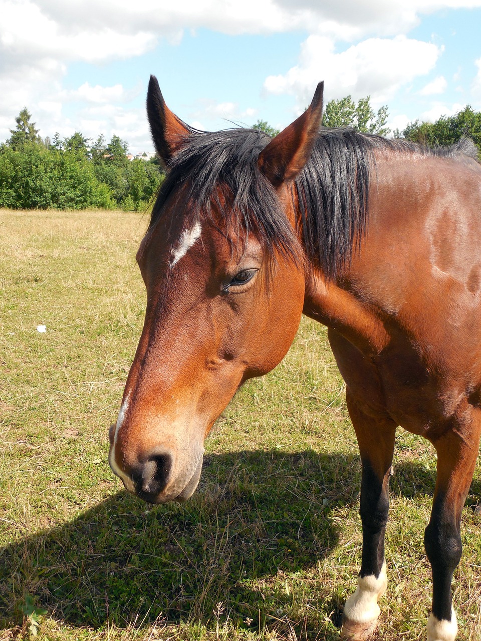 horse horse head pferdeportait free photo