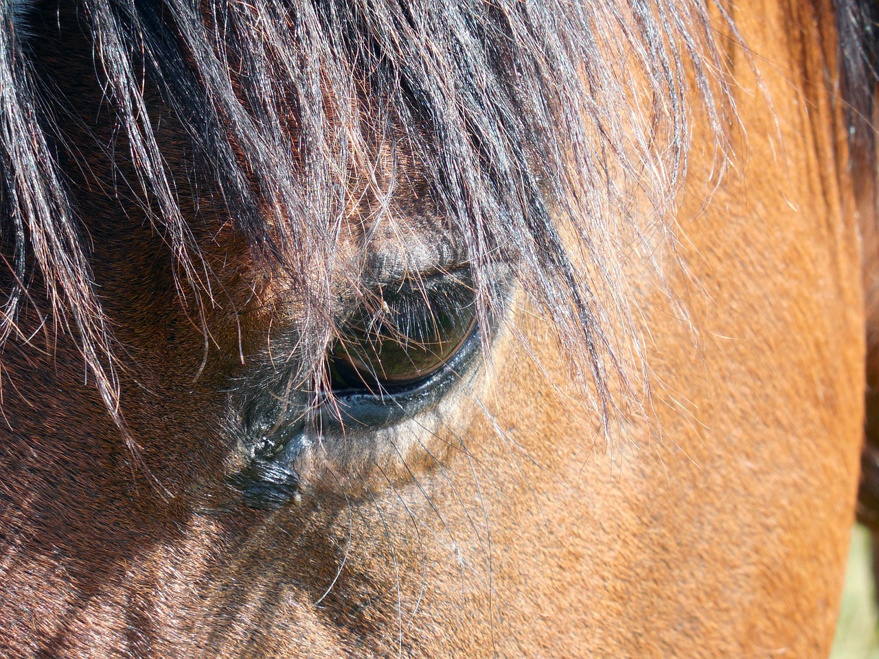 horse horse head nostrils free photo