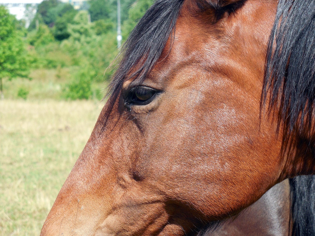 horse horse head nostrils free photo