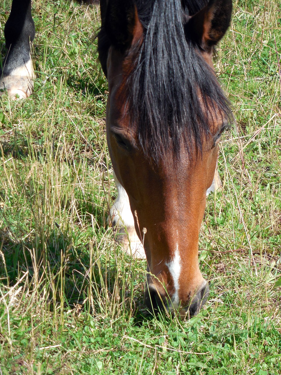 horse horse head nostrils free photo