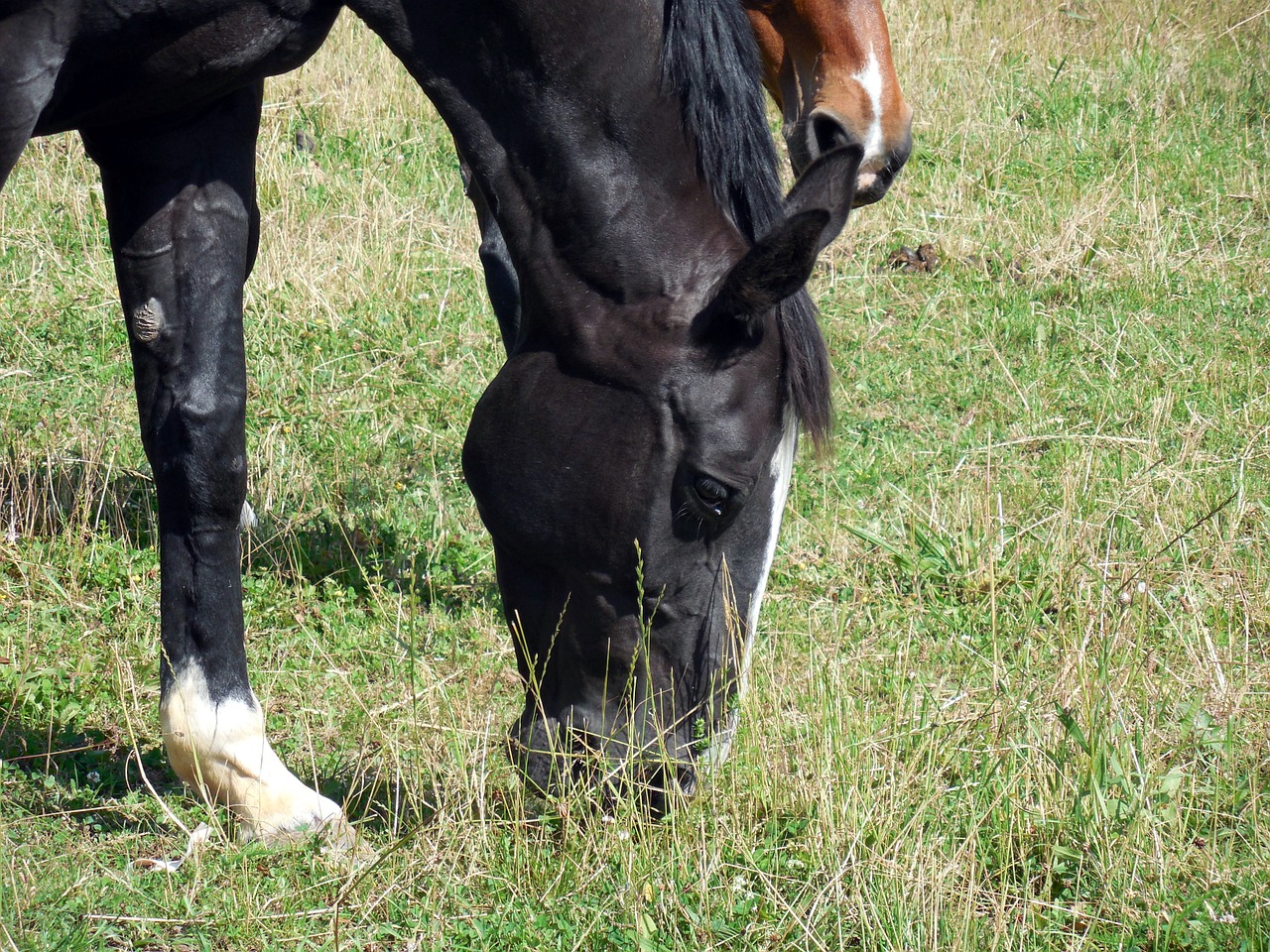 horse horse head nostrils free photo