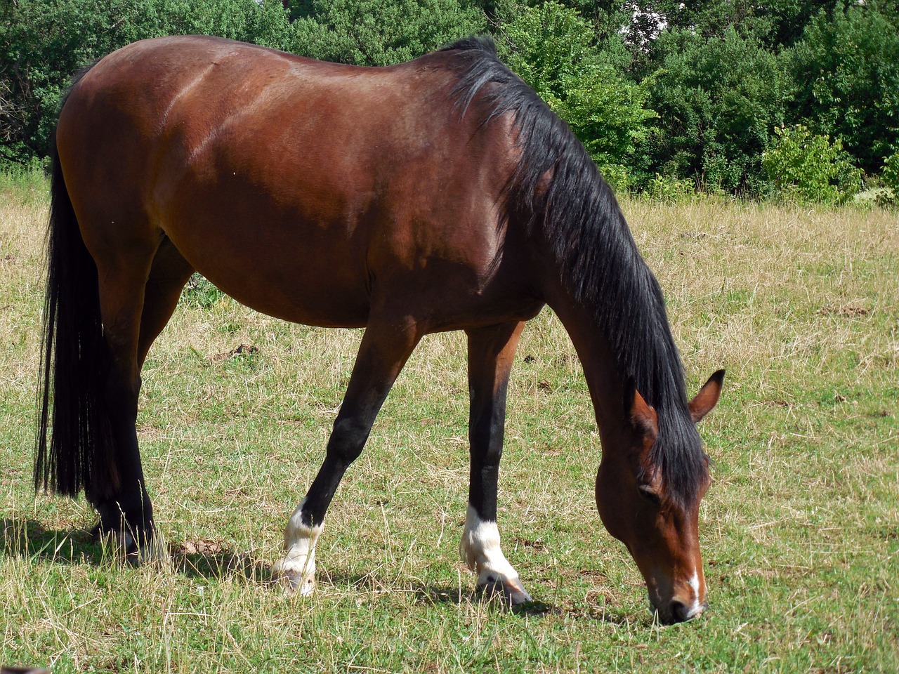 horse friendly equestrian free photo