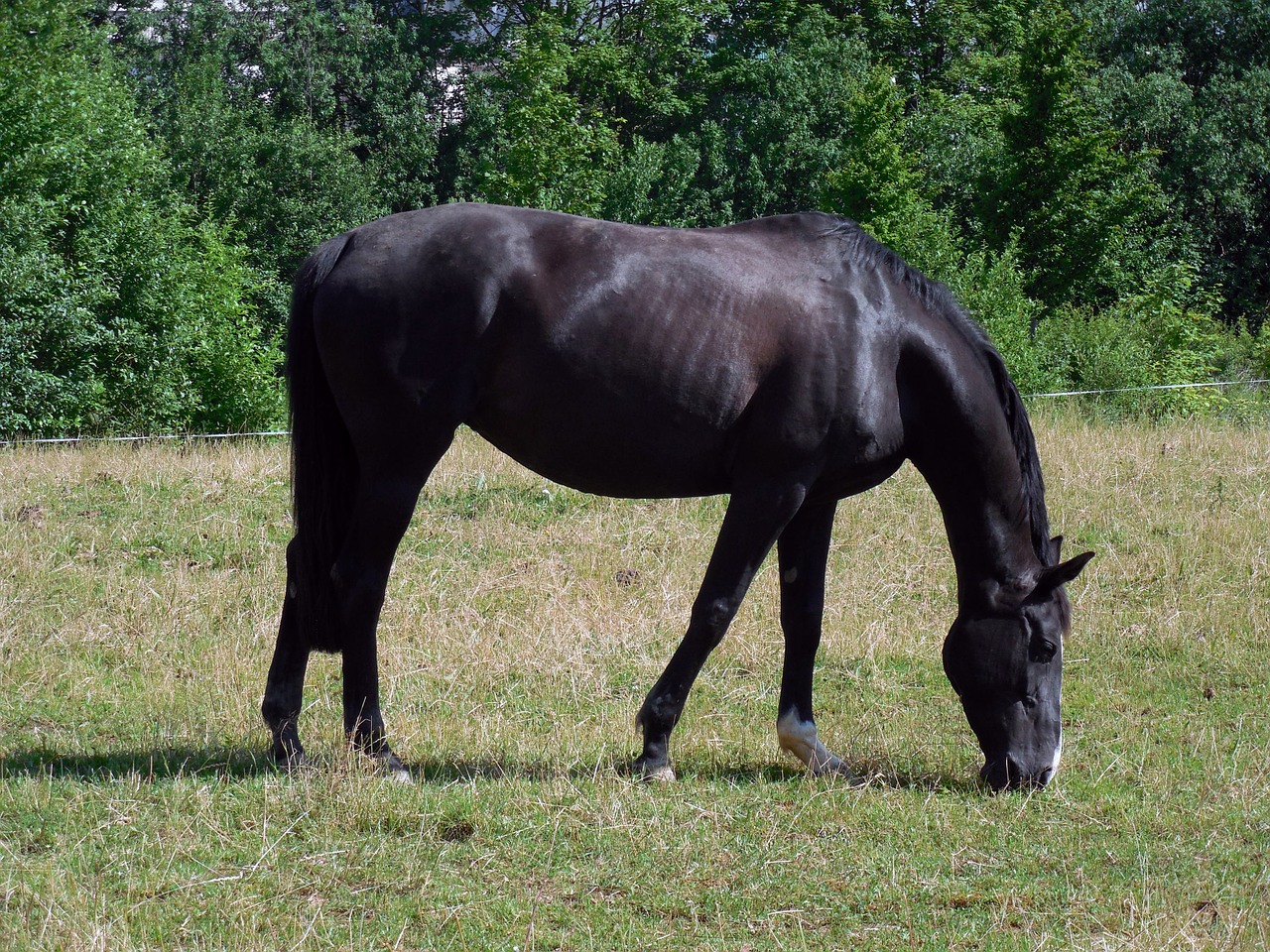 horse friendly equestrian free photo