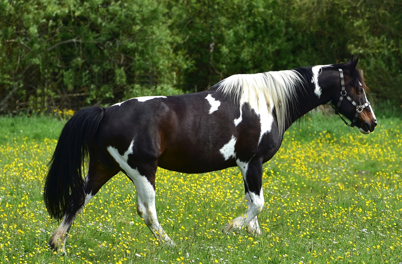 horse pasture coupling free photo