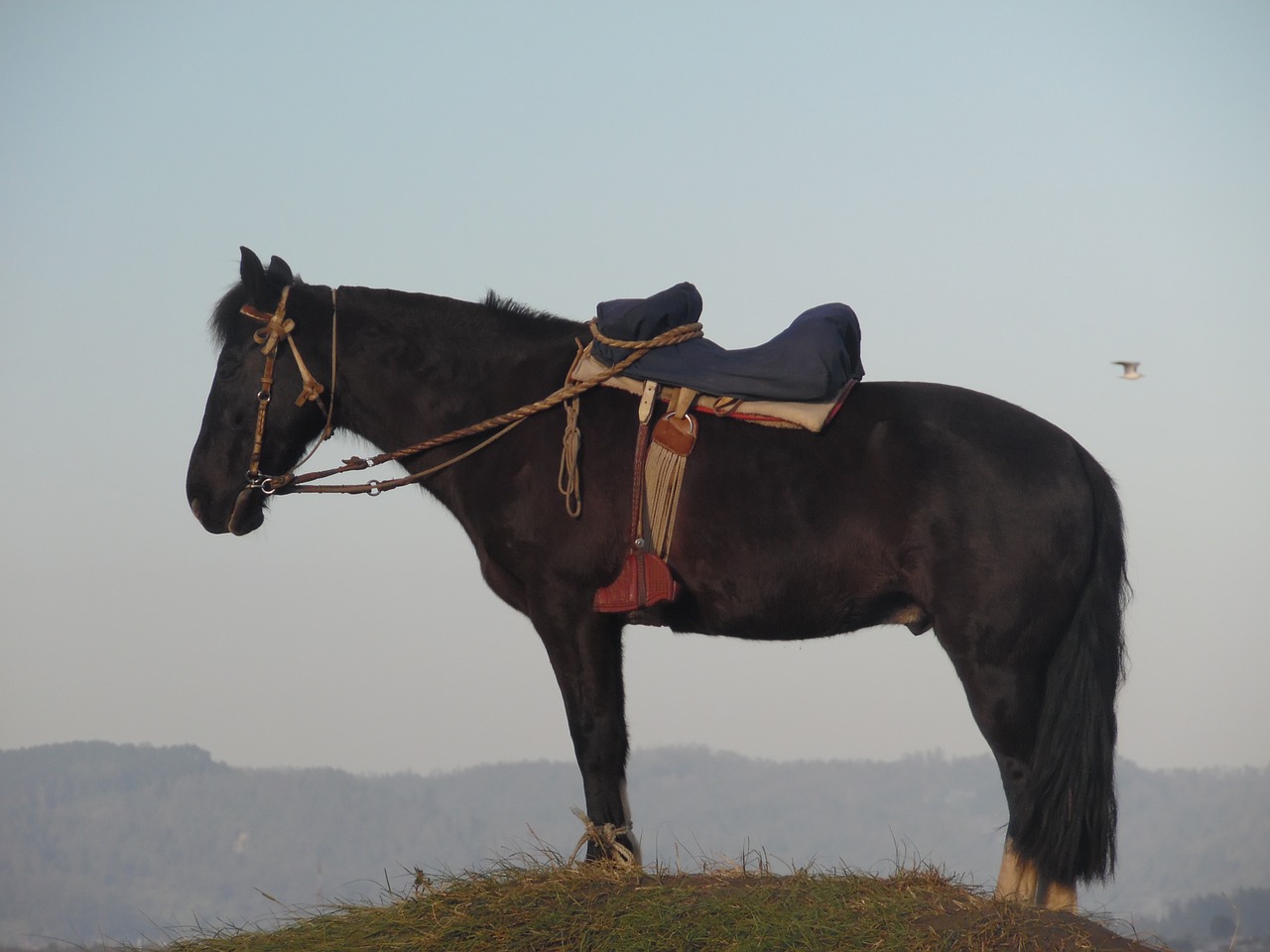 horse mount field free photo