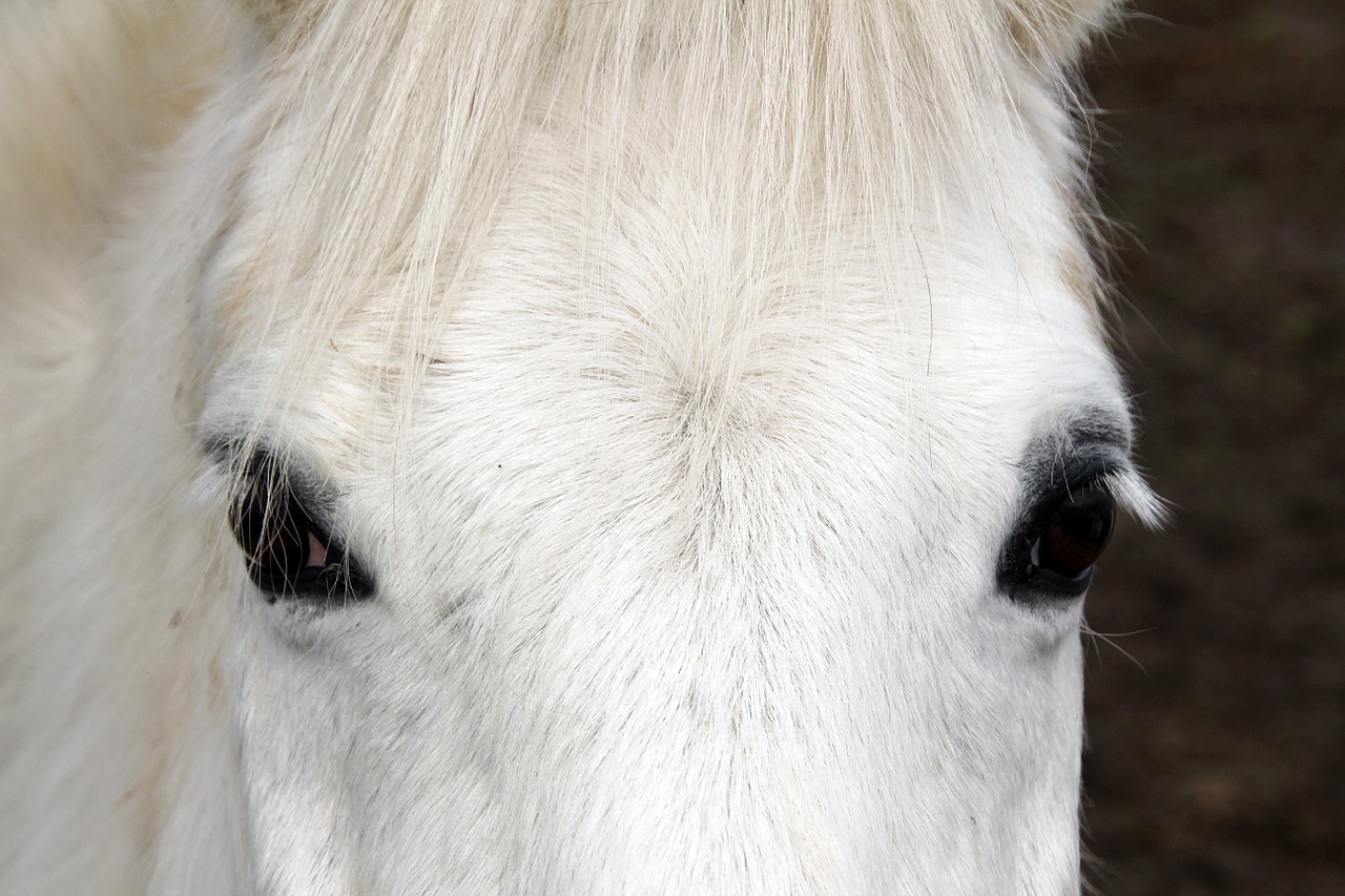 horse white animal free photo