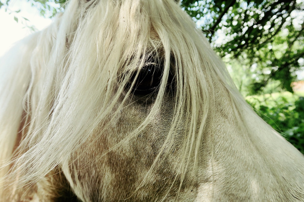 horse head portrait free photo