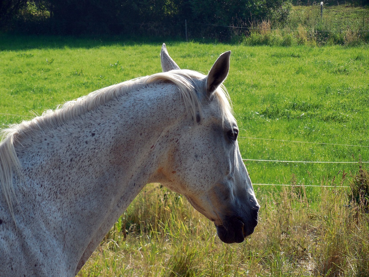 horse paddock mane free photo