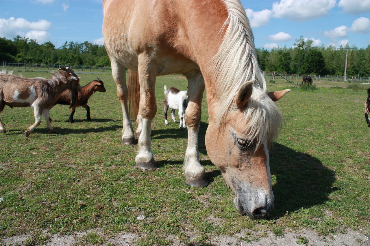 horse pasture eat free photo