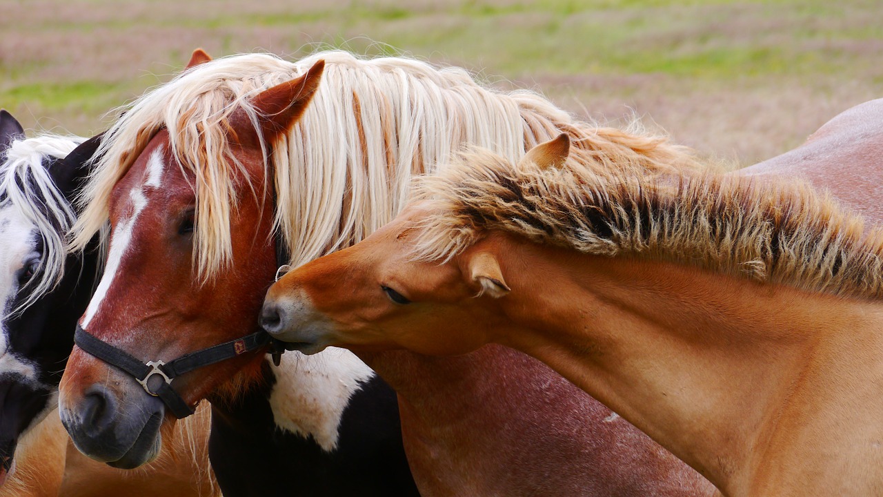 horse horses cold blooded animals free photo