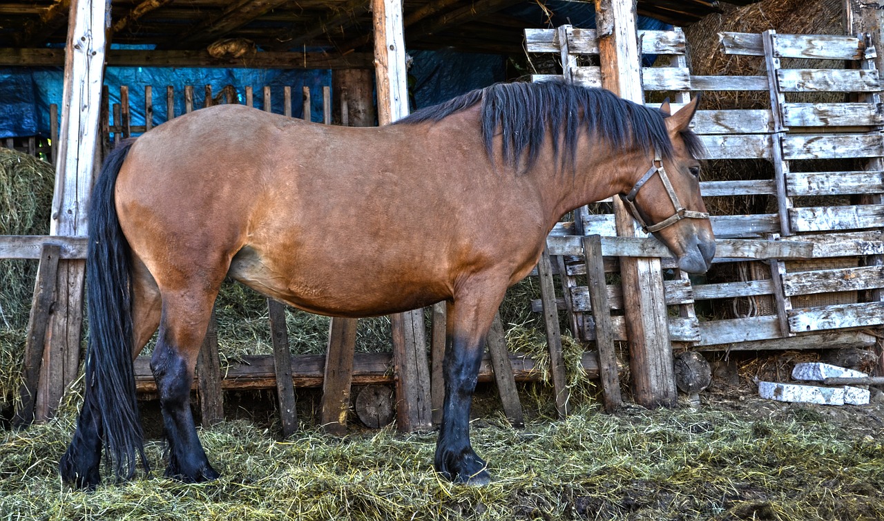 horse nature economy free photo