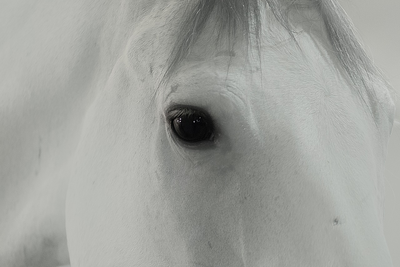 horse white eye free photo