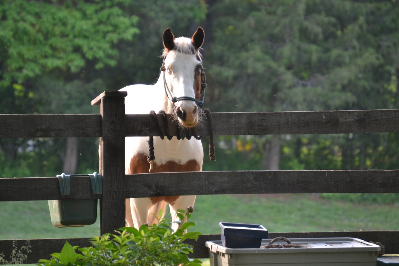 horse fence country free photo