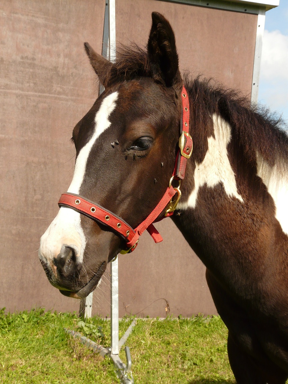 horse stallion mare free photo