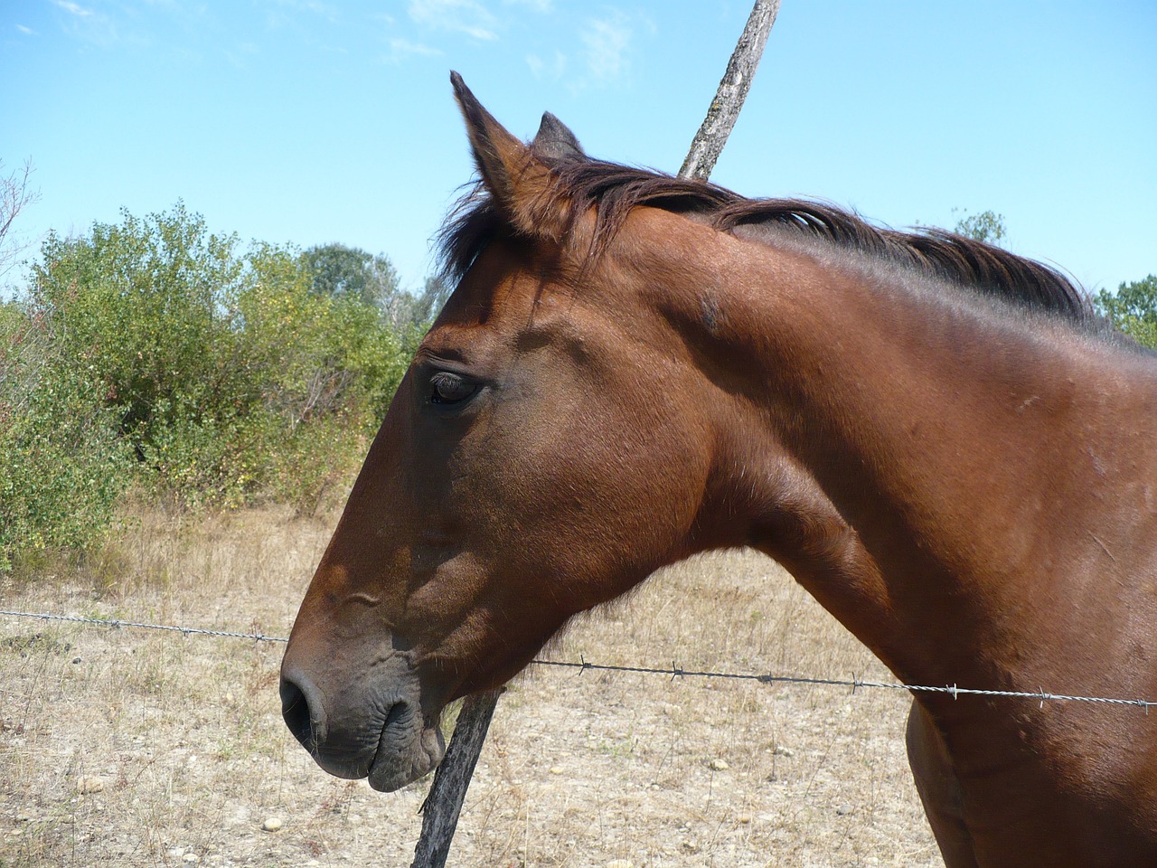 horse provence journey free photo