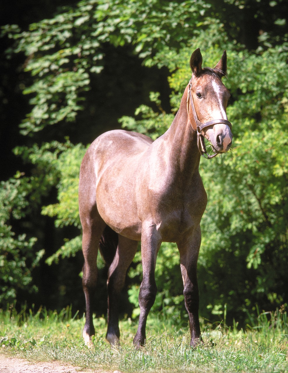 horse domestic animal farm free photo