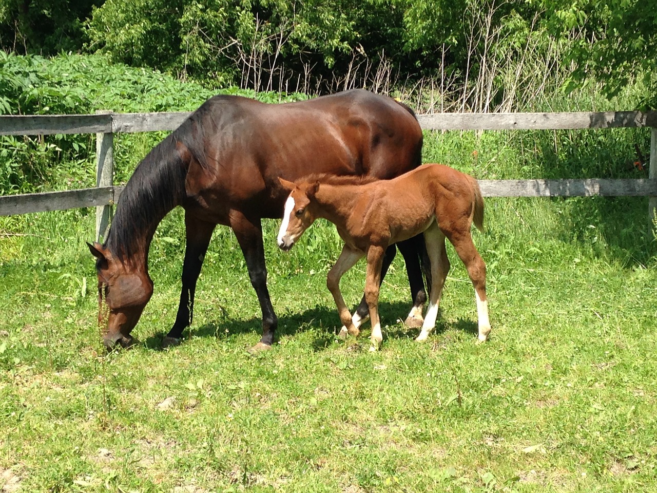 horse foal animal free photo