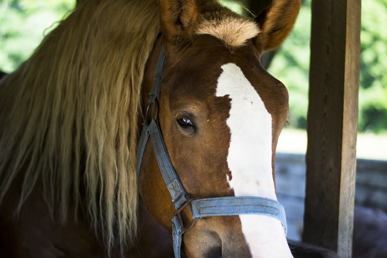 horse stable animal free photo