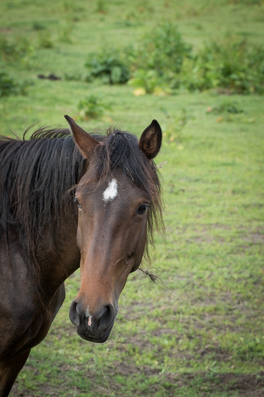 horse brown green free photo