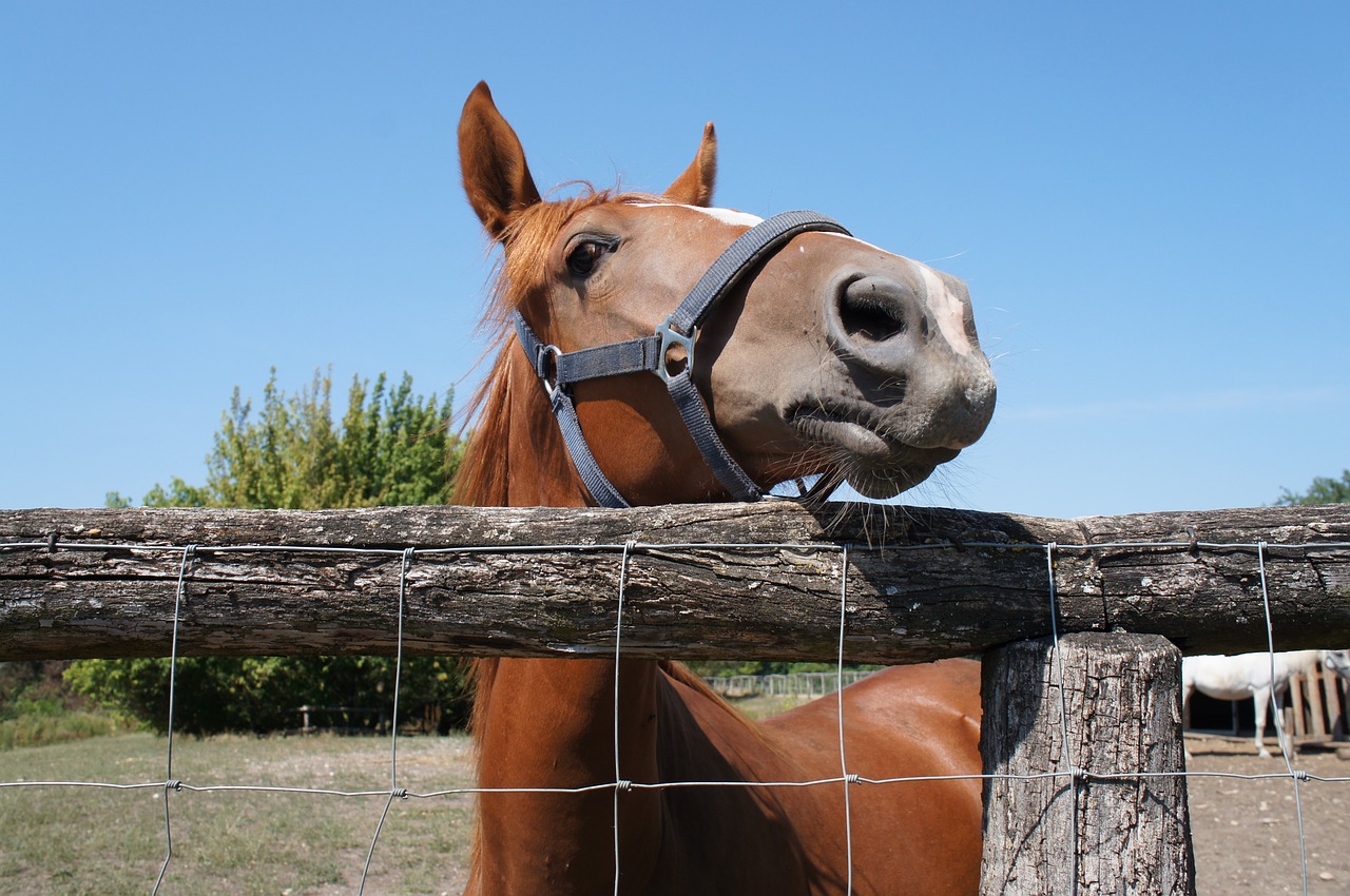 horse brown nature free photo