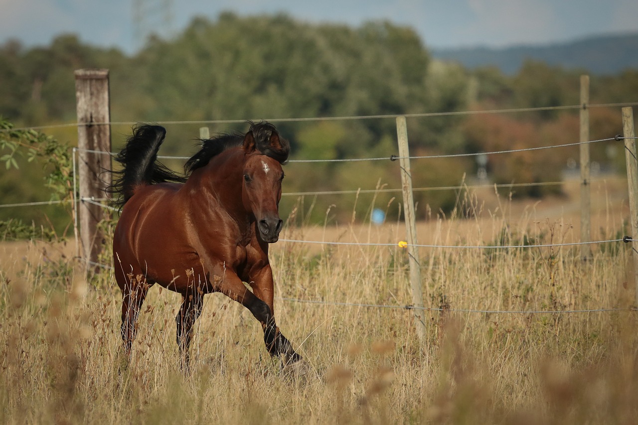 horse arabian horse pasture free photo