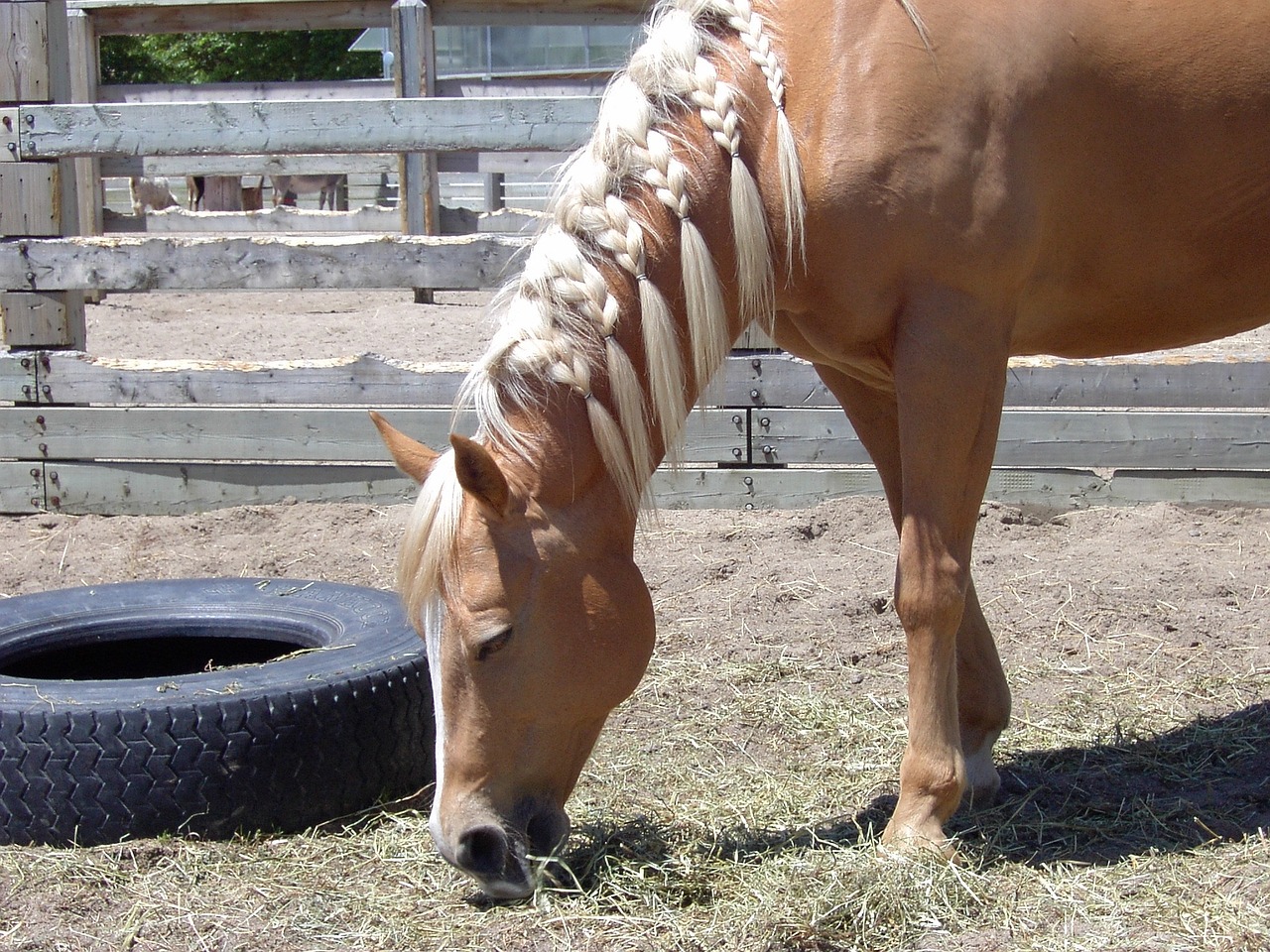 horse plait tire free photo