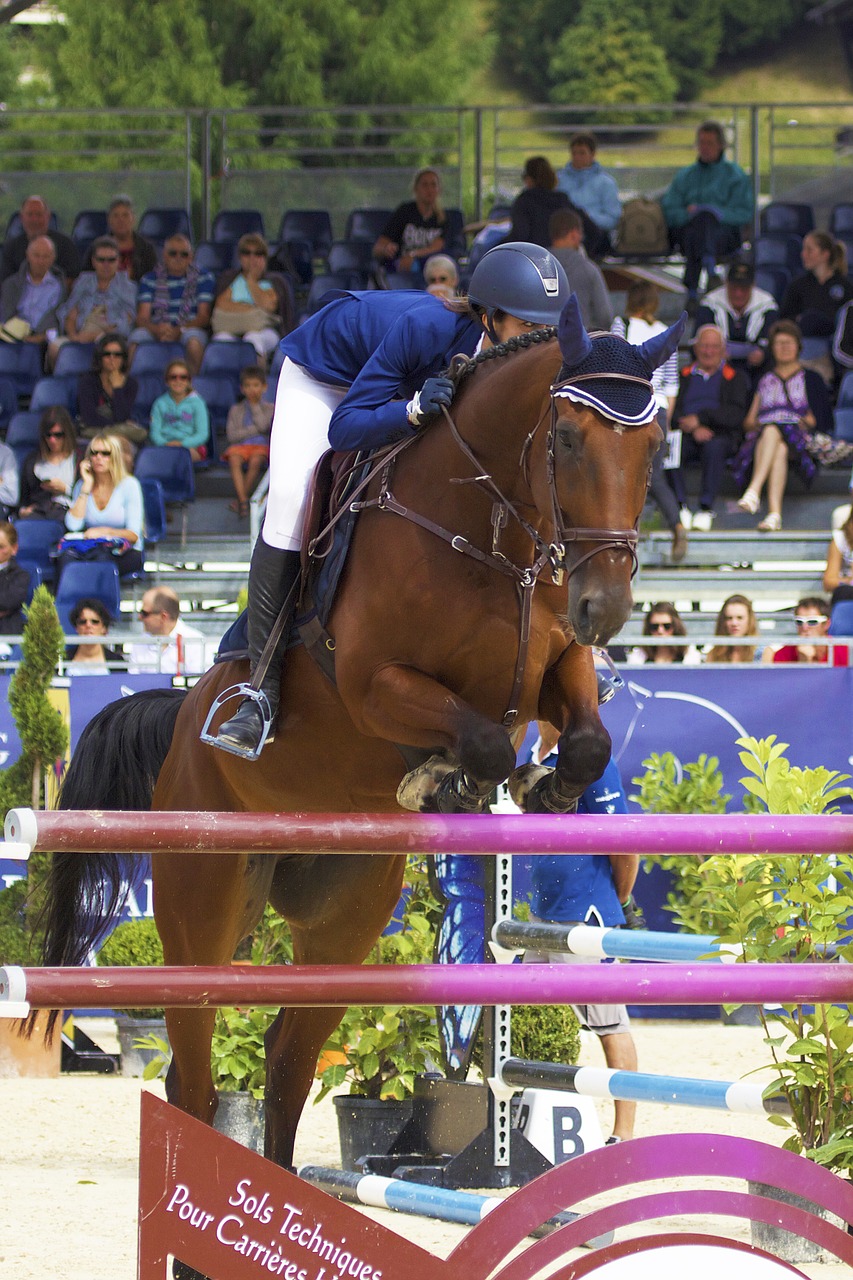 horse jump contest free photo