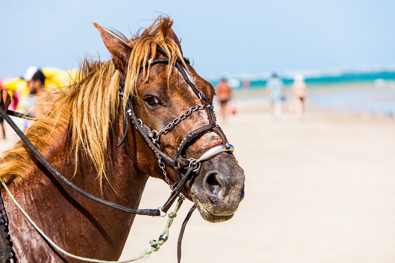 horse anima beach free photo