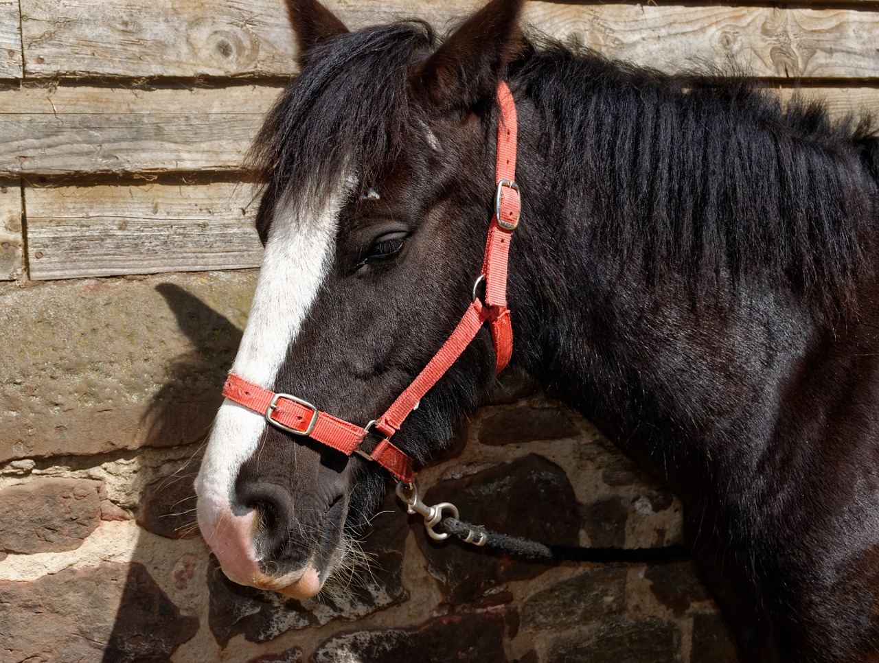 horse bridle animal free photo