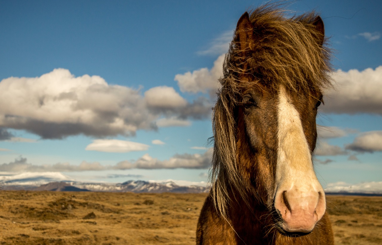 horse iceland portrait free photo