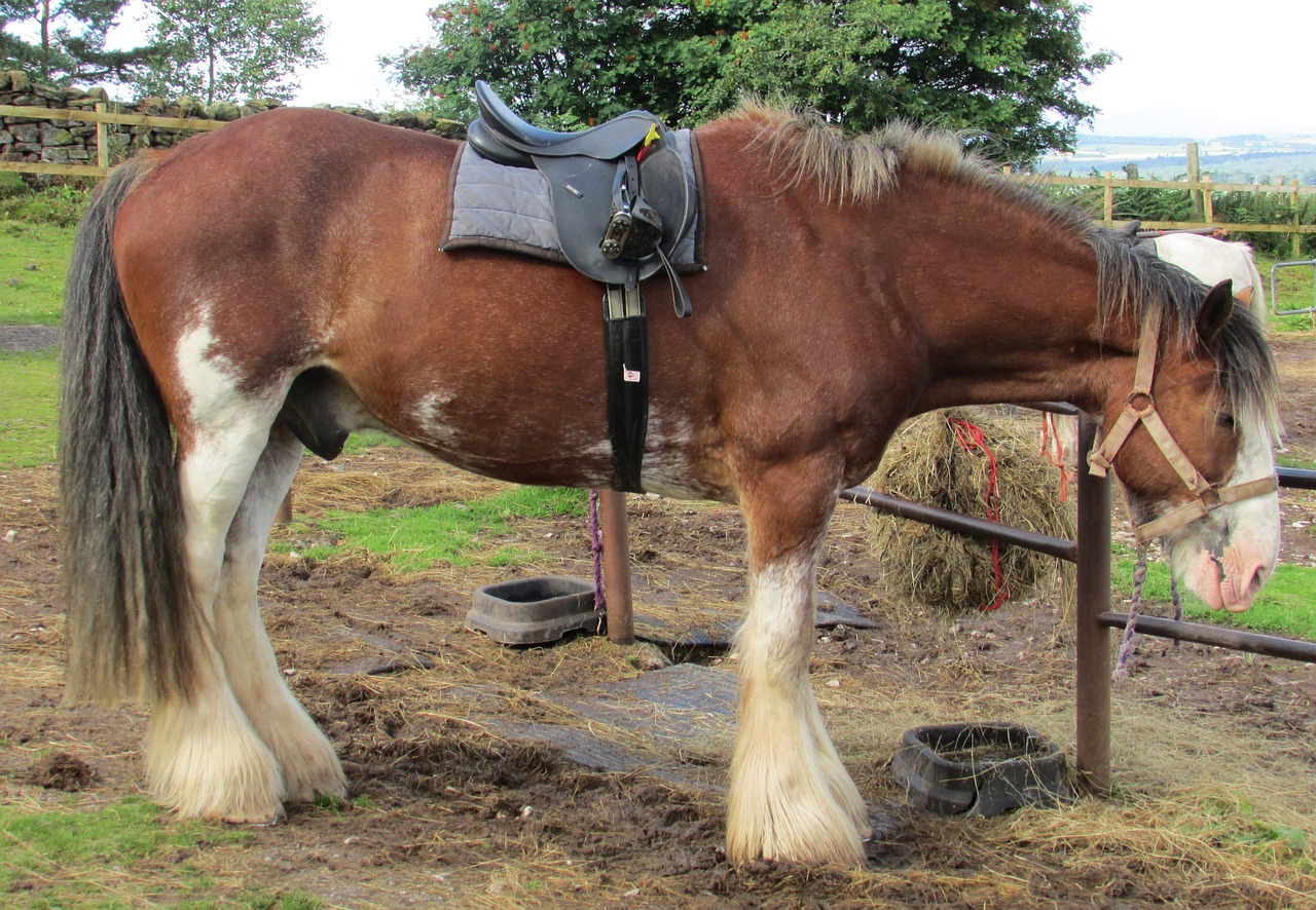 horse saddle farm free photo