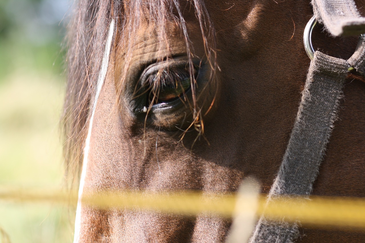 horse eyes domestic free photo