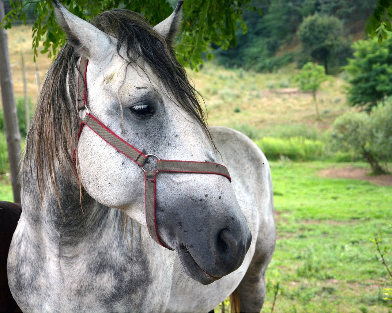 horse animal nature free photo