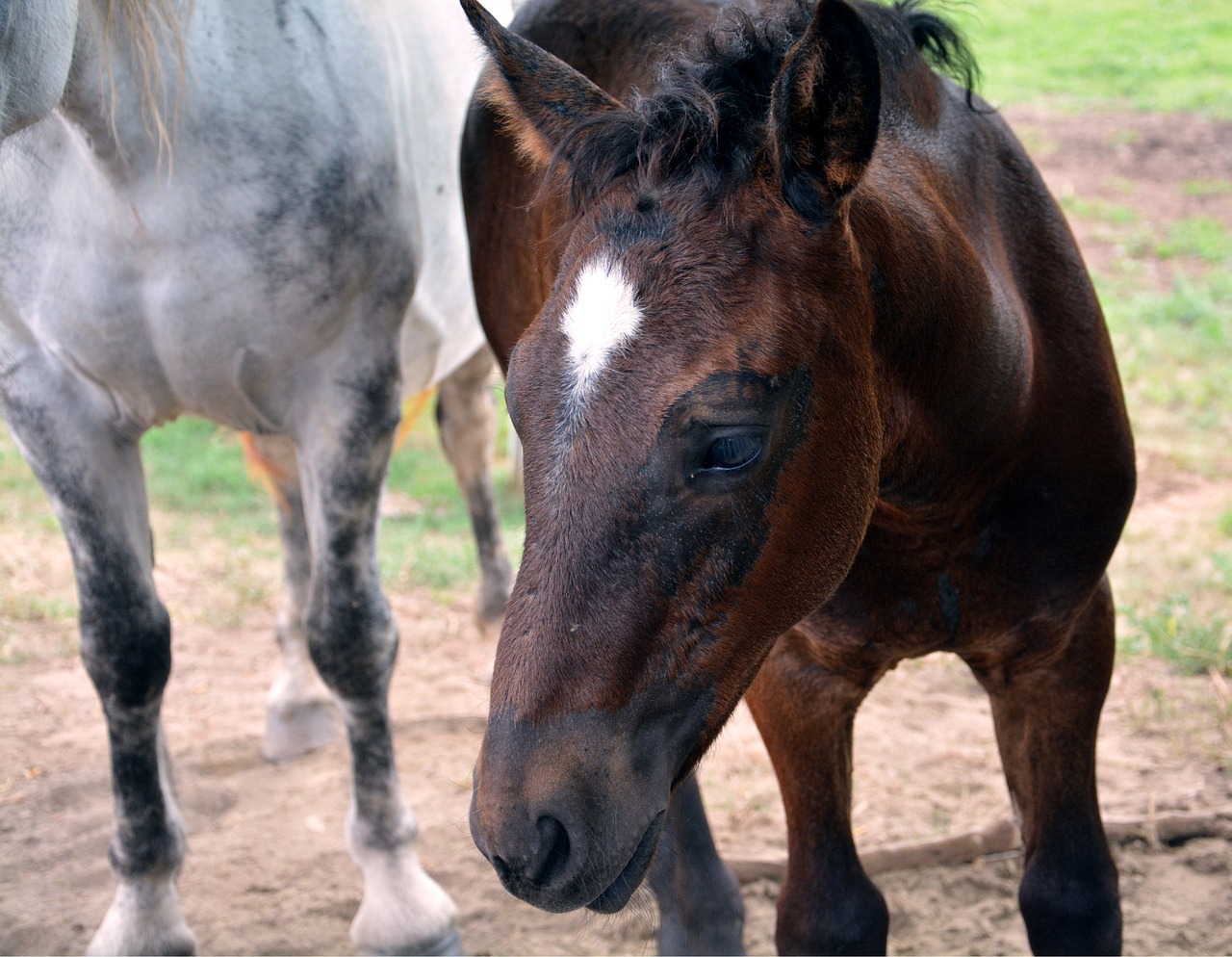 horse animal foal free photo