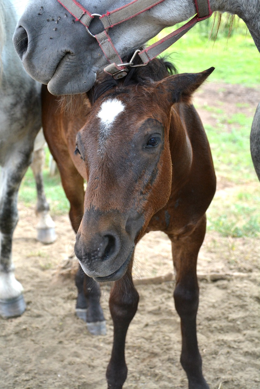 horse foal animal free photo