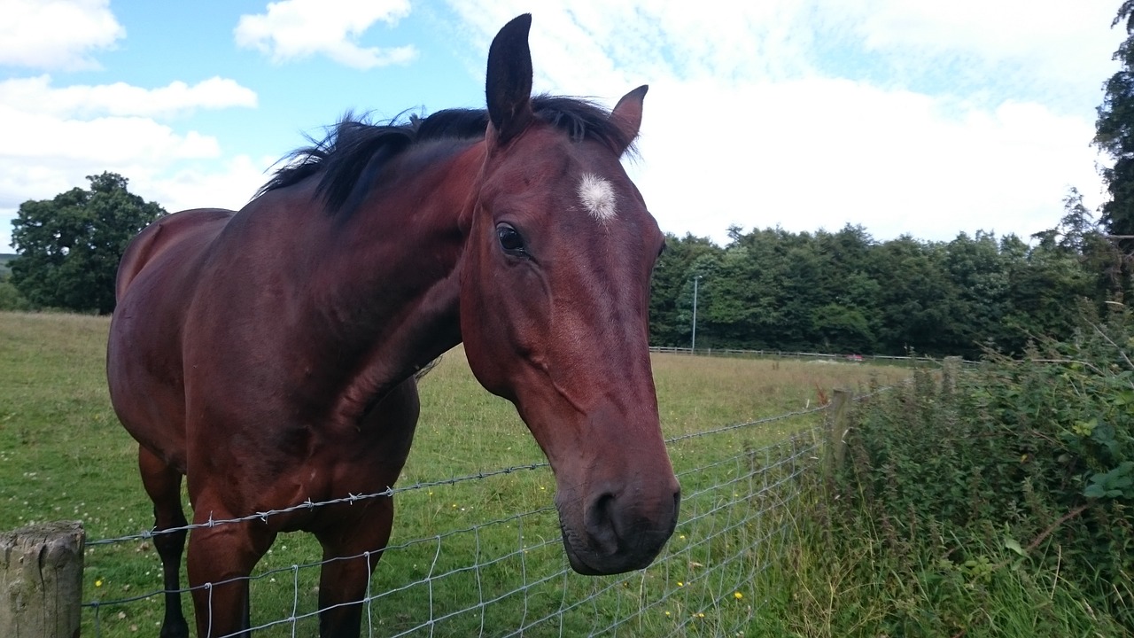 horse head animal portrait free photo