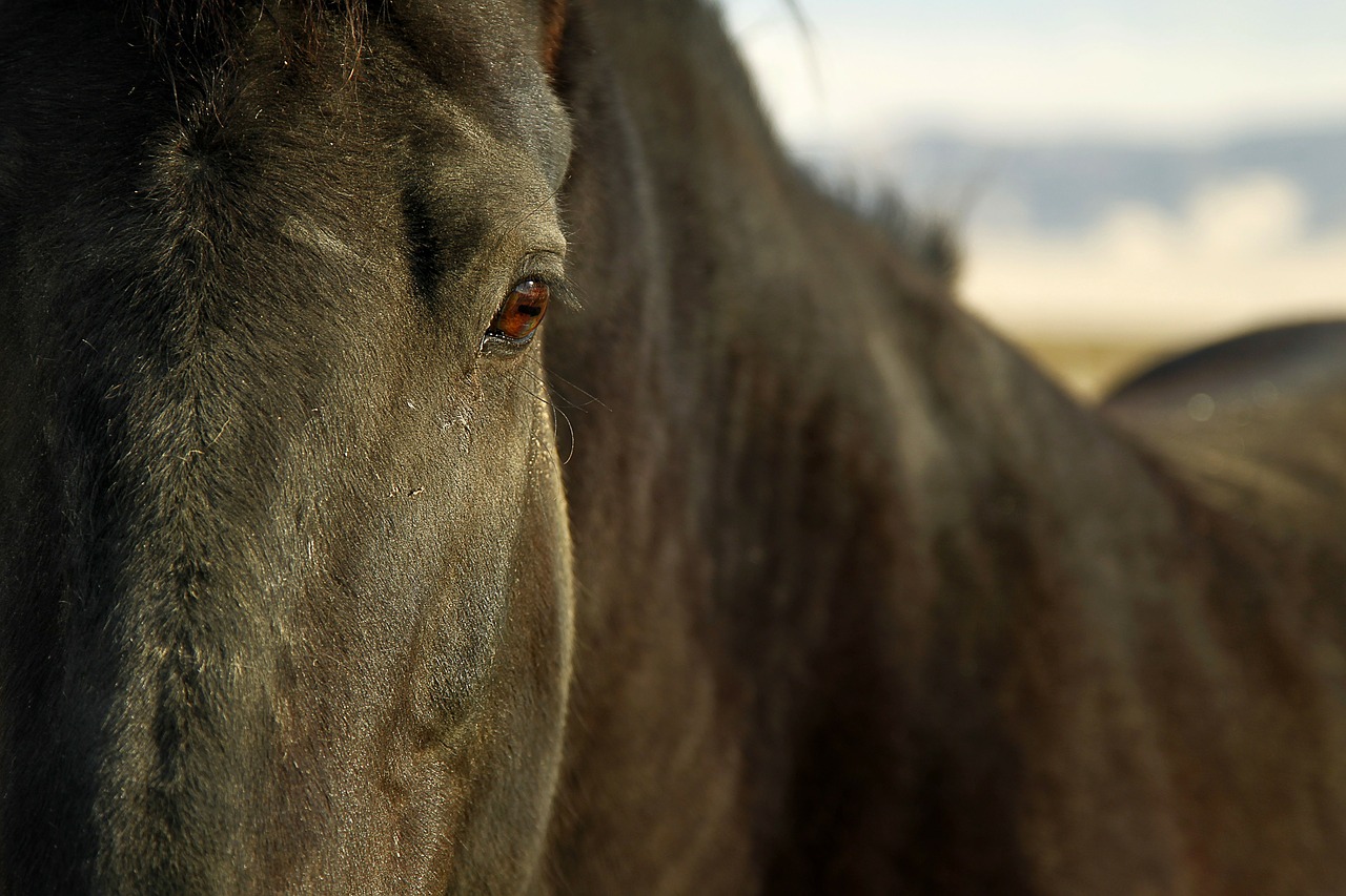 horse equine eye free photo