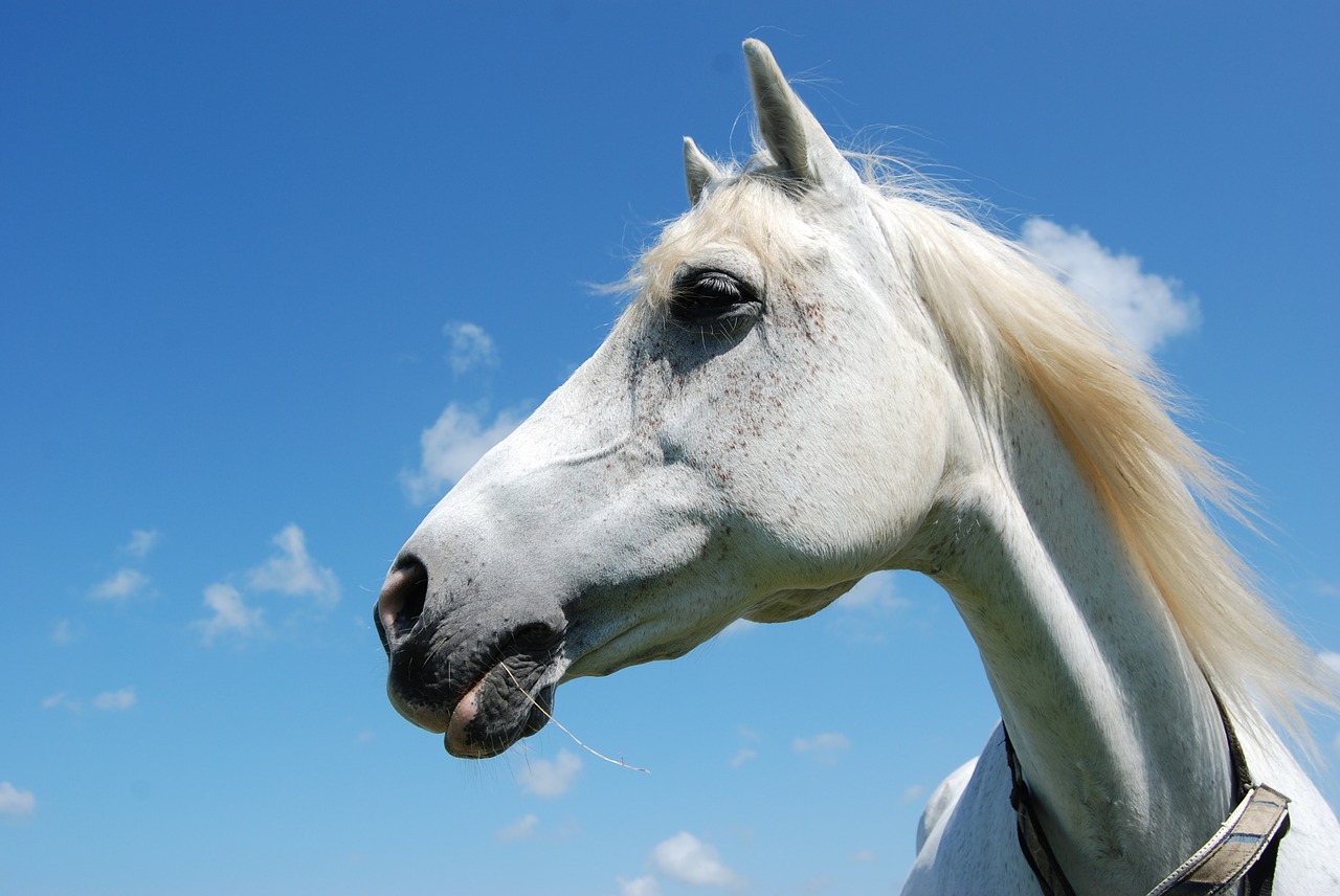 horse arabs portrait free photo