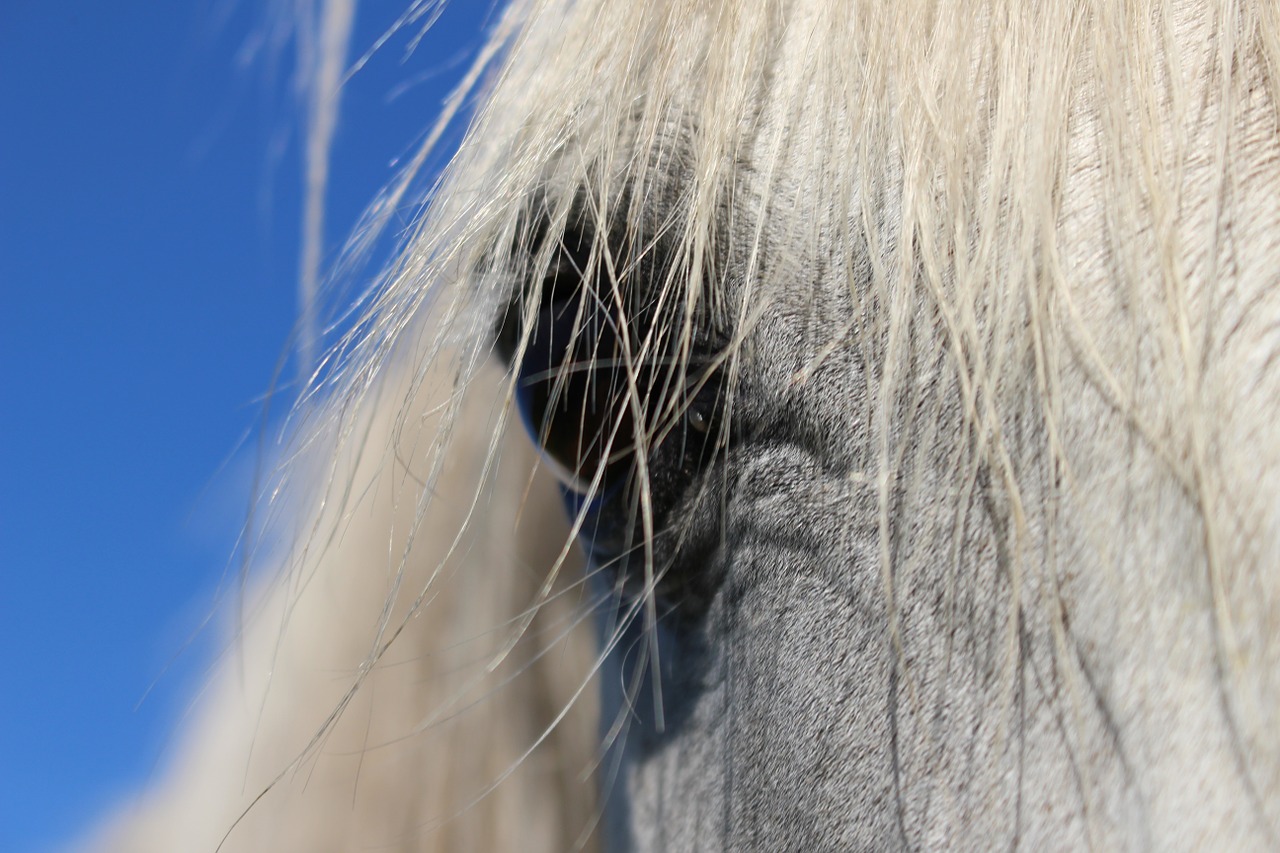 horse stallion eye free photo