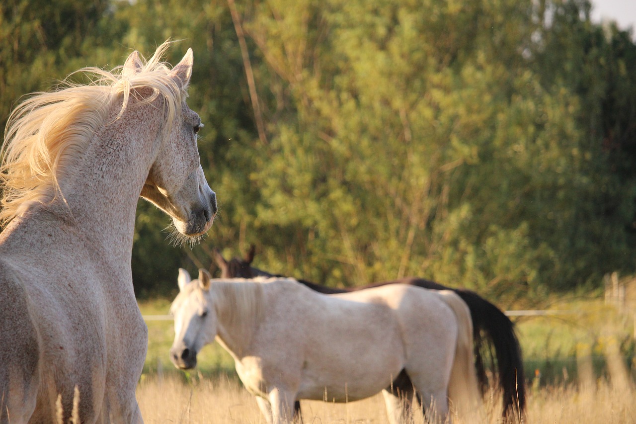 horse pasture thoroughbred arabian free photo