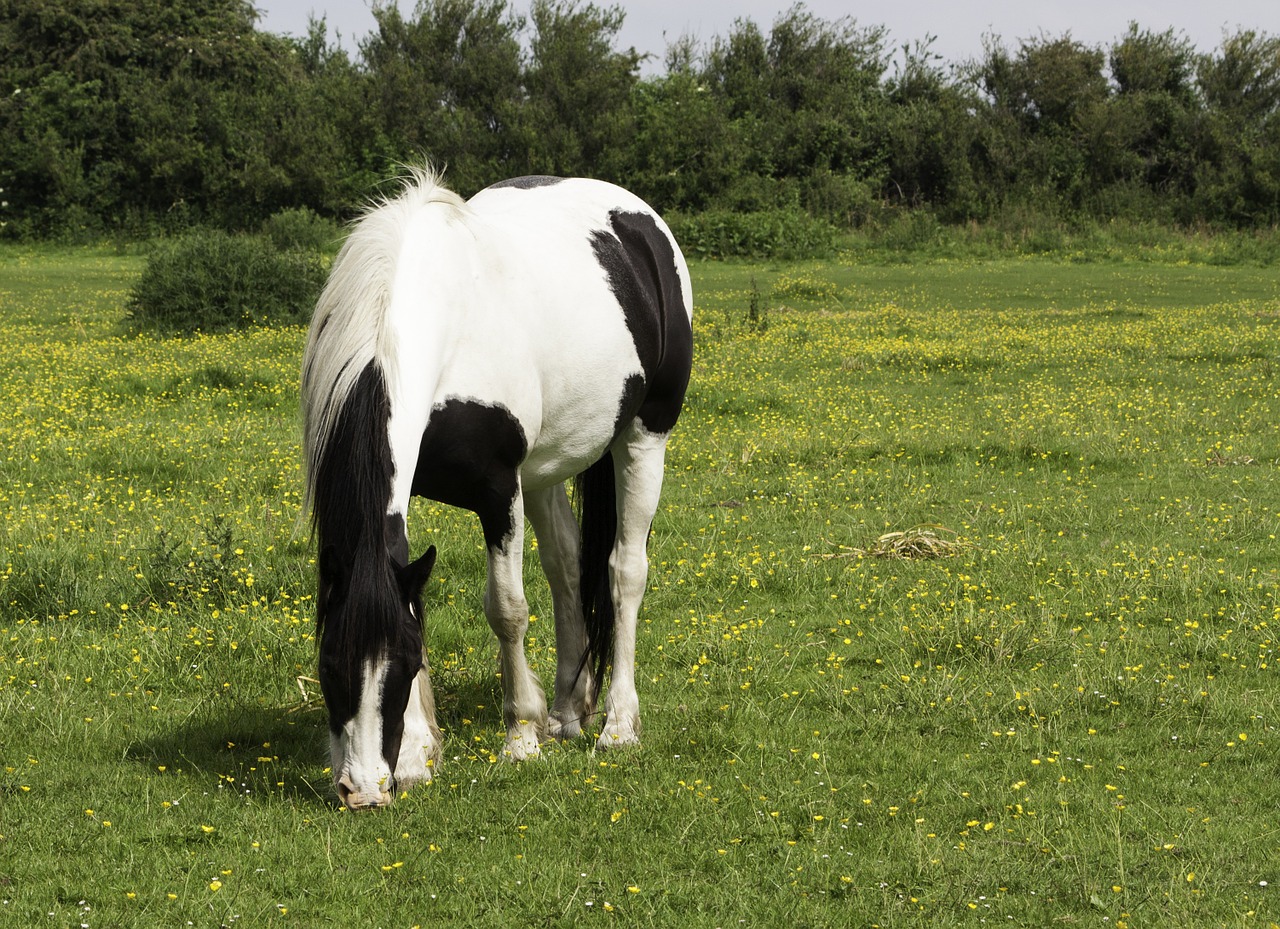 horse pony grazing free photo