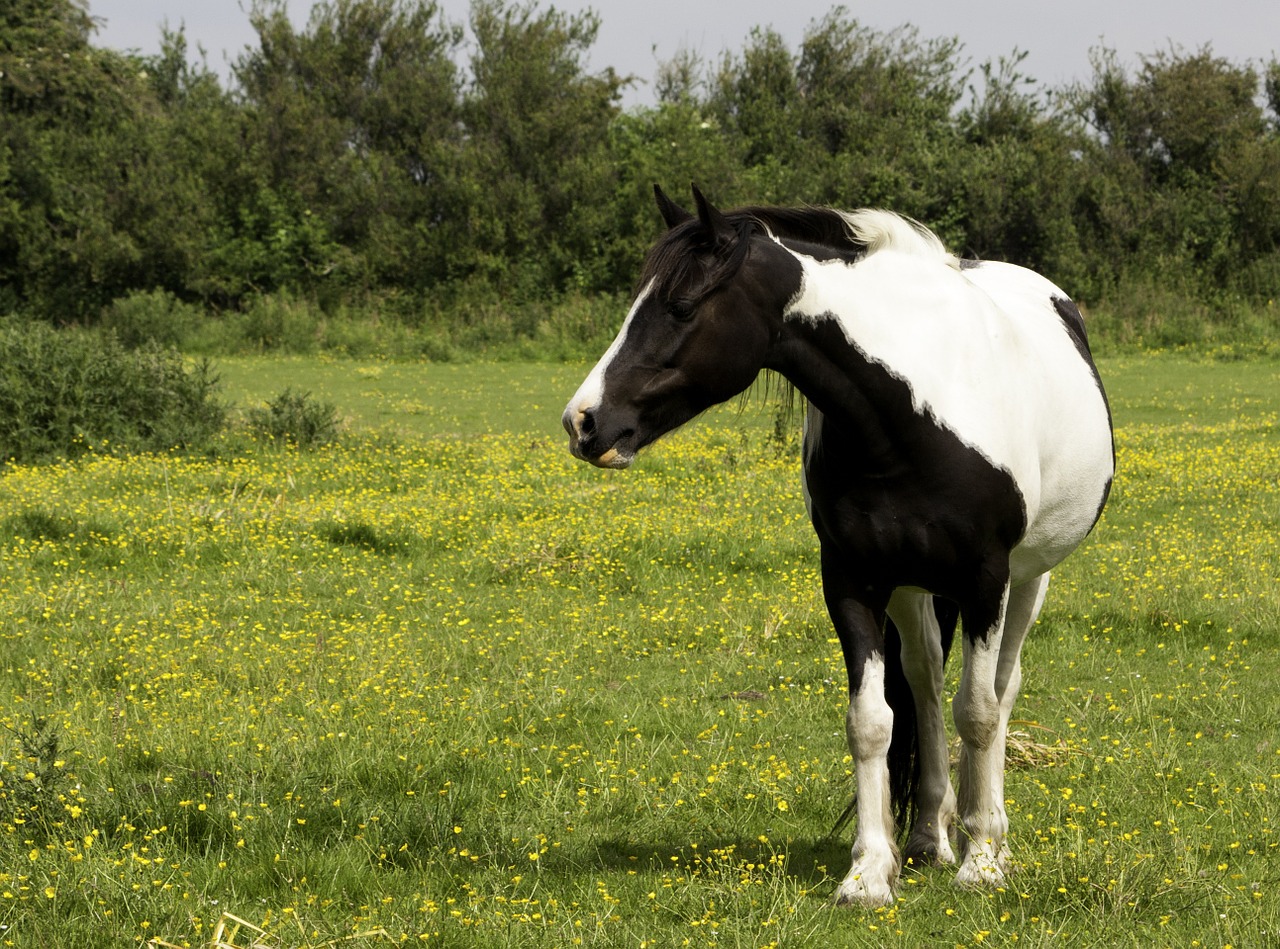 horse pony black free photo