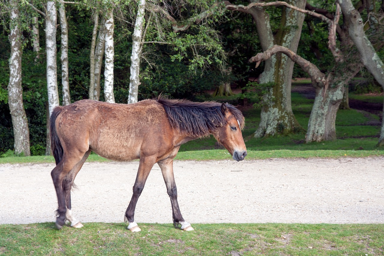 horse pony wild free photo